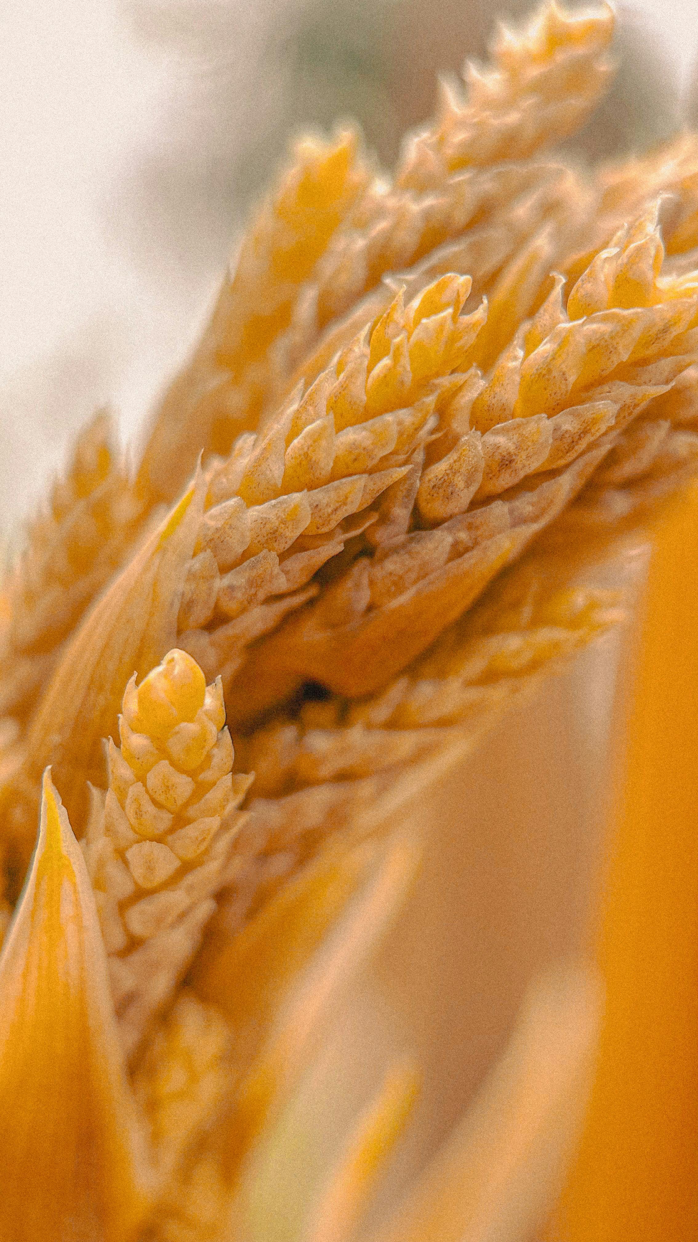 Psyllium Husk
